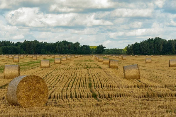 Campo Cultivo Após Debulha Palha Rolos Feno Listrado Após Outro — Fotografia de Stock