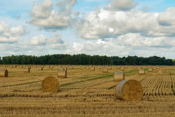 Campo Cultivo Após Debulha Palha Rolos Feno Listrado Após Outro — Fotografia de Stock