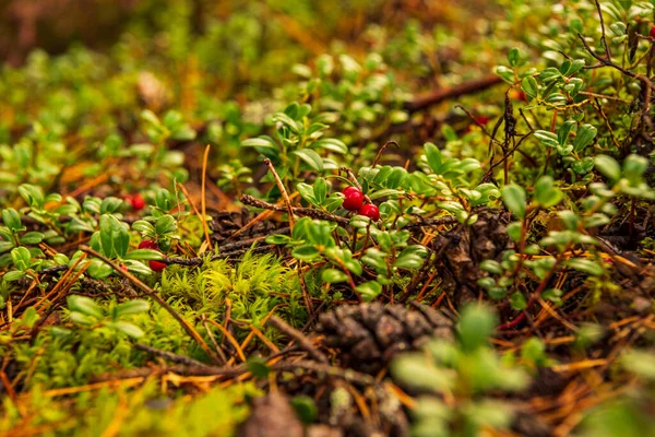 Több Vörös Áfonya Bogyók Vannak Elrejtve Zöld Levelek Mögött Dobott — Stock Fotó