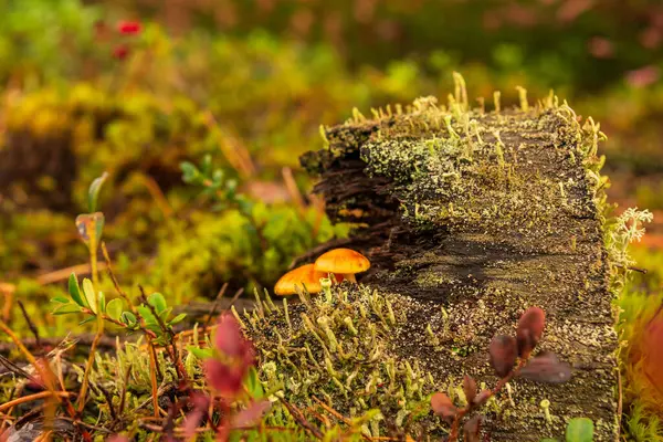Floresta Velho Toco Pequenos Cogumelos Estão Escondidos Atrás Toco Árvore — Fotografia de Stock