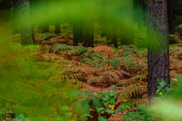 Папоротник Листья Коричневые Зеленые Рядом Друг Другом Ветвями Деревьев Леса — стоковое фото