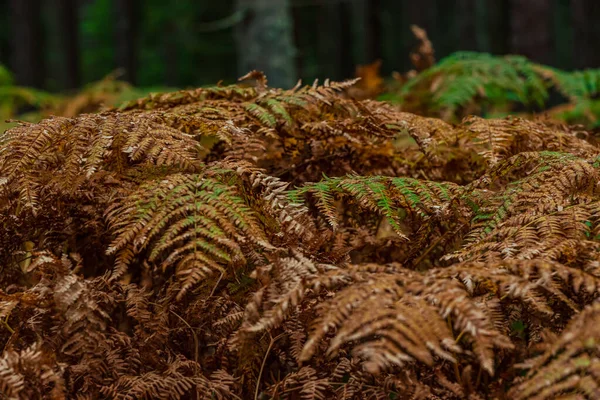 蕨类植物的叶子在森林树枝下相邻 呈褐色和绿色 — 图库照片