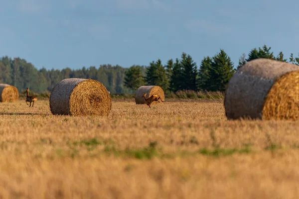 deer and hay roll rolled into a meadow so that winterers have something to eat