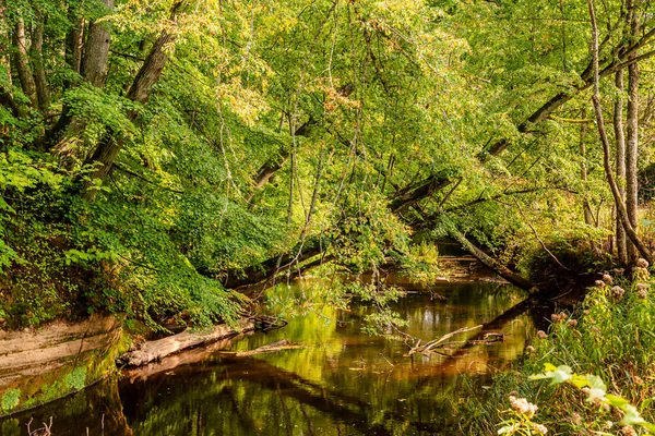 Deux Arbres Penchés Sur Une Petite Rivière Avec Des Arbustes — Photo