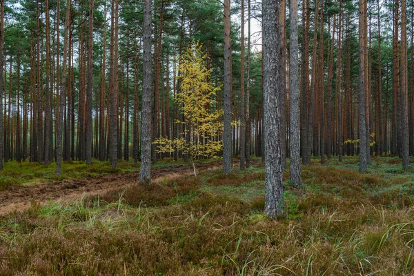 수림에서 자라는 자작나무와 가을노란 자연색 가운데서 수있다 스톡 이미지