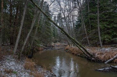 Kışın nehirde, sudaki ağaçlarla birlikte şiddetli rüzgarların ardından ve bazı yerlerde beyaz karlar yağdı.