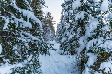 Güzel çam dalları karla kaplı küçük bölümler halinde rüzgarda sakince donmuş bu yüzden yeşil kozalaklı dallardan hiç bir tanesi düşmüyor.
