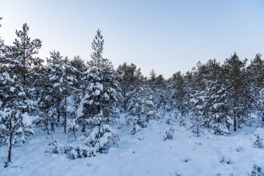 Güzel çam dalları karla kaplı küçük bölümler halinde rüzgarda sakince donmuş bu yüzden yeşil kozalaklı dallardan hiç bir tanesi düşmüyor.