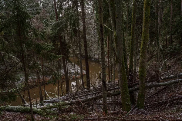 Зимой Река Лесу Деревьями Воде Упавшими После Сильного Ветра Местами — стоковое фото