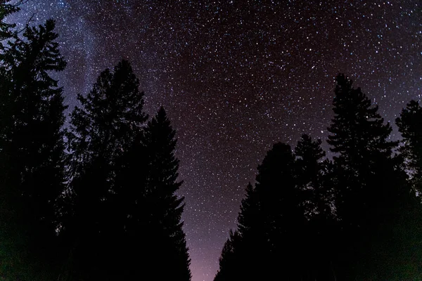 夜晚的森林天空 背景上有星星和树梢的轮廓 — 图库照片