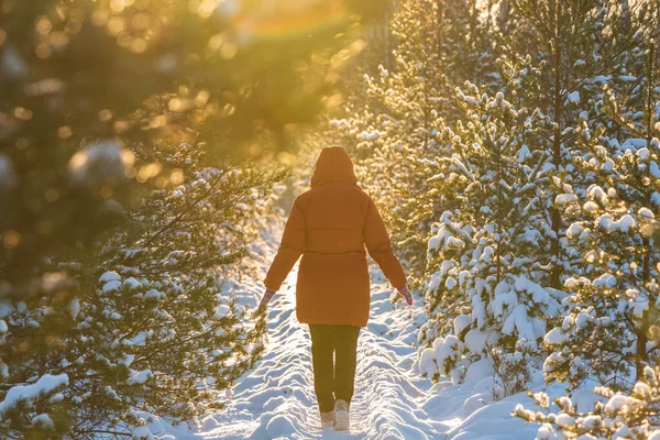 겨울에는 눈덮인 전나무와 태양이 비추는 보행자의 자연을 이어진다 스톡 사진
