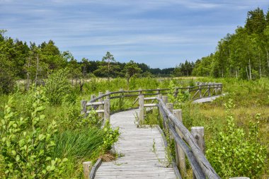 Gri ahşap bir patika, gizemli bir gölün yakınındaki yeşil bataklık ormanında doğa koruma alanı boyunca yürürken doğanın güzelliğini seyrediyor.