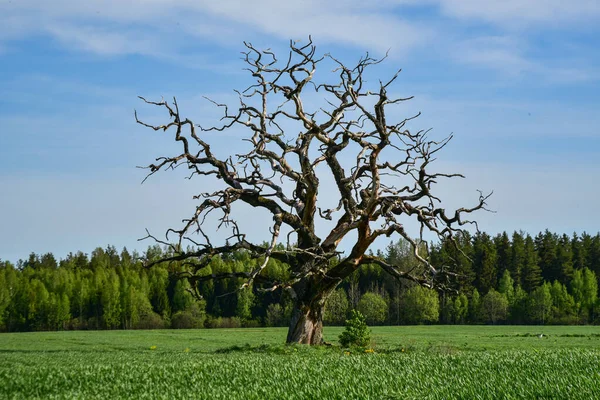 Carvalho Morto Solitário Como Uma Escultura Natureza Natureza Dia Ensolarado — Fotografia de Stock