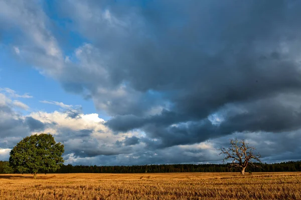 Campo Cereales Borde Del Bosque Con Árbol Muerto Marchito Árbol — Foto de Stock