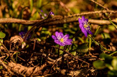 Güneşli bir günde, kahverengi yapraklar ve yeşil çimen sapları arasında Letonya ormanlarında saklı olan çan çiçekleri.