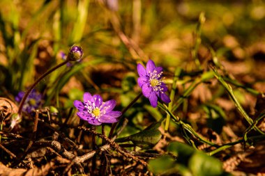 Güneşli bir günde Letonya ormanlarında saklanan çan çiçekleri.