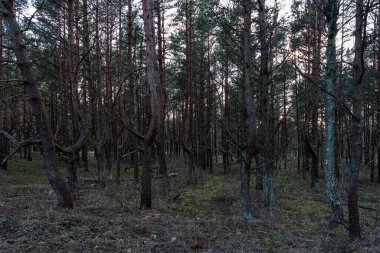 Güneşli güneş ışığı hayalet çam ormanlarında parlar ve son kez olarak ufkun ötesine batmadan önce ağaçların tepelerine dokunur.
