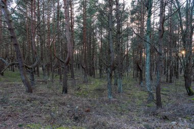 Güneşli güneş ışığı hayalet çam ormanlarında parlar ve son kez olarak ufkun ötesine batmadan önce ağaçların tepelerine dokunur.