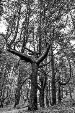 Çam ormanında dört dallı özel bir çam ağacı güçlü bir etki yaratıyor ve doğanın kudretinden doğaüstü bir şey.