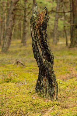 Ağaç gövdesi doğa heykeli orman yangınından sonra yaratıldı ama yemyeşil yosunlarla çevrili ve doğa baştan başlıyor.