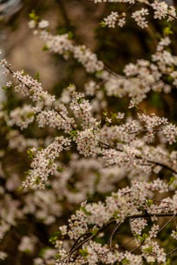 Gri kıştan sonra çiçeklerin güzelliğiyle insanları eğlendiren beyaz çiçekler açardı.