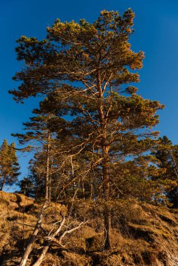 Baltık Denizi ve Çam Kumsalın kumu üzerine eğilmiş Su hattına ulaşmaya çalışıyor