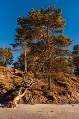 Baltık Denizi ve Çam Kumsalın kumu üzerine eğilmiş Su hattına ulaşmaya çalışıyor