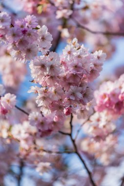 Kiraz ağacı pembesi çiçekleri ilkbaharda açar ve insanları güzellikleriyle mutlu eder.