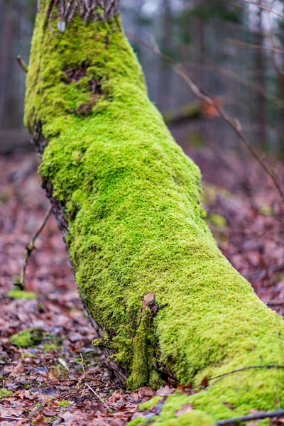 Saftig Leuchtend Grünes Moos Stamm Des Baumes Und Abgefallene Braune — Stockfoto