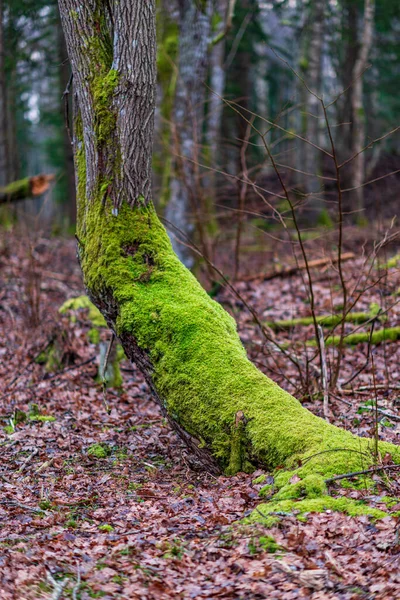 Ağacın gövdesinde yemyeşil yosunlar ve ağacın köklerine düşmüş kahverengi yapraklar.