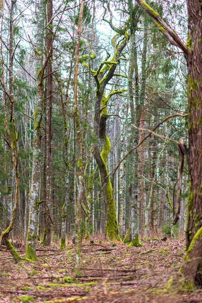 Пышный Ярко Зеленый Мох Стволе Дерева Опавшие Коричневые Листья Корнях — стоковое фото