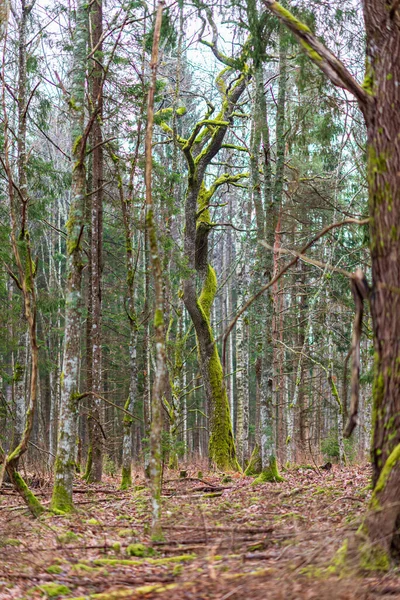 Saftig Leuchtend Grünes Moos Stamm Des Baumes Und Abgefallene Braune — Stockfoto