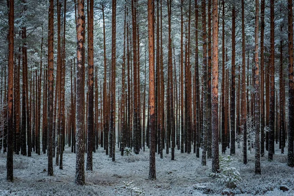 Krásný Borový Les Právě Uklouzl Štíhlé Dlouhé Borovice — Stock fotografie