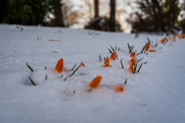 Yellow Flower Bud Snowed Soft Snow Early Spring Patiently Waiting — Stock Photo, Image