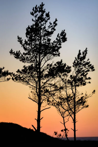 Dois Pinheiros Finos Por Sol Alto Costa Mar Criando Sua — Fotografia de Stock