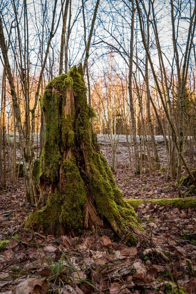 Ein Natürlich Umgestürzter Baumstumpf Überwachsen Mit Grünem Saftigen Moos Einem — Stockfoto