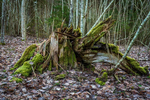 Naturligt Fallen Trädstubbe Överväxt Med Grön Saftig Mossa Lövskog Tidigt — Stockfoto