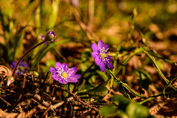 Güneşli bir günde Letonya ormanlarında saklanan çan çiçekleri.