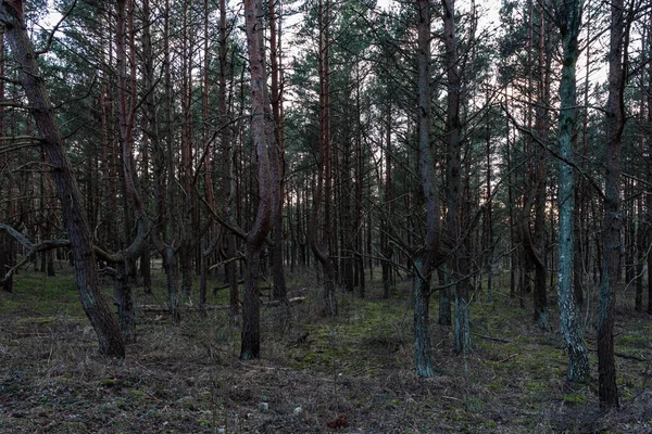 Güneşli güneş ışığı hayalet çam ormanlarında parlar ve son kez olarak ufkun ötesine batmadan önce ağaçların tepelerine dokunur.