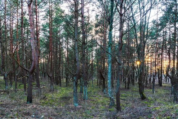 Güneşli güneş ışığı hayalet çam ormanlarında parlar ve son kez olarak ufkun ötesine batmadan önce ağaçların tepelerine dokunur.