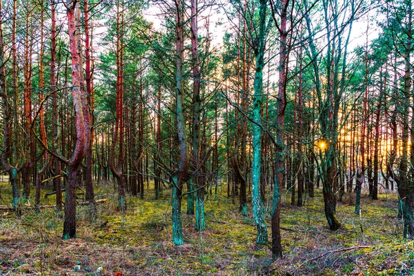 Güneşli güneş ışığı hayalet çam ormanlarında parlar ve son kez olarak ufkun ötesine batmadan önce ağaçların tepelerine dokunur.