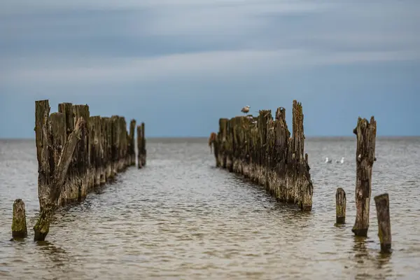 Alte Bootsanlegestellen Den Ufern Der Ostsee Und Darauf Sitzende Seevögel — Stockfoto