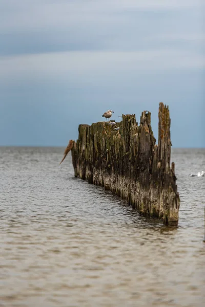 Alte Bootsanlegestellen Den Ufern Der Ostsee Und Darauf Sitzende Seevögel — Stockfoto