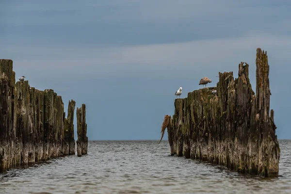 Amarres Barcos Viejos Las Orillas Del Mar Báltico Aves Marinas —  Fotos de Stock