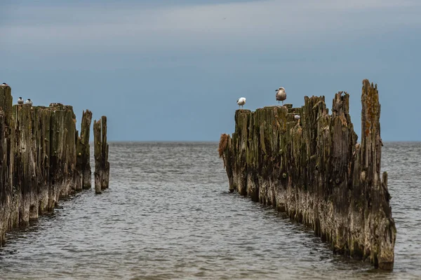 Old Boat Moorings Shores Baltic Sea Seabirds Sitting Them Historical — Stock Photo, Image