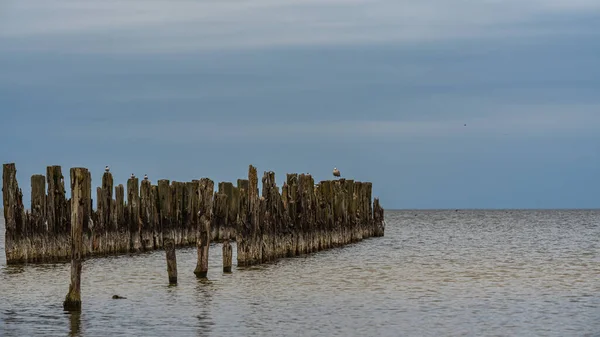 バルト海沿岸の古い船の係留所とそれらに座っている海鳥は 過去の釣りへの歴史的な証言として — ストック写真