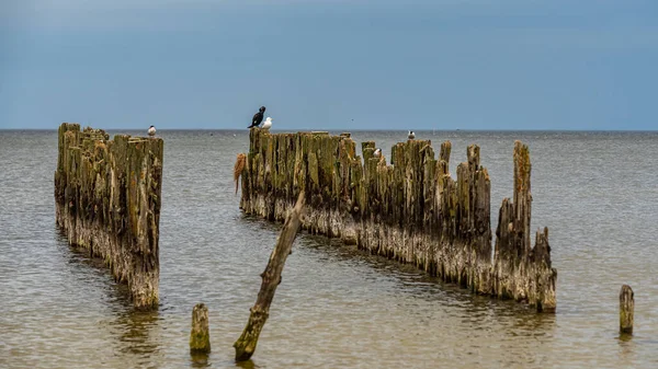 Velhas Amarrações Barco Nas Margens Mar Báltico Aves Marinhas Sentadas — Fotografia de Stock