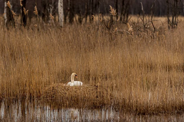 Der Weiße Schwan Nistet Einem Nest Schilf Des Sees Und — Stockfoto