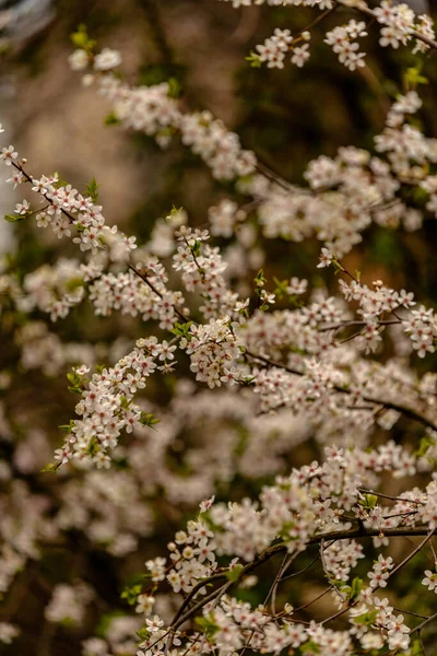 Gri kıştan sonra çiçeklerin güzelliğiyle insanları eğlendiren beyaz çiçekler açardı.