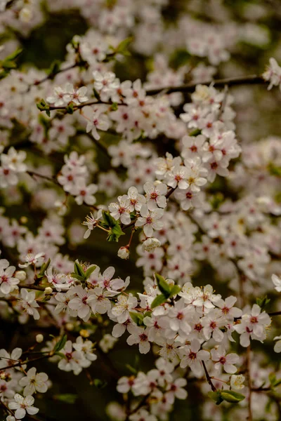 Fehér Virágok Virágos Gyümölcsfa Gyönyörködtető Emberek Szépség Virágok Után Szürke — Stock Fotó